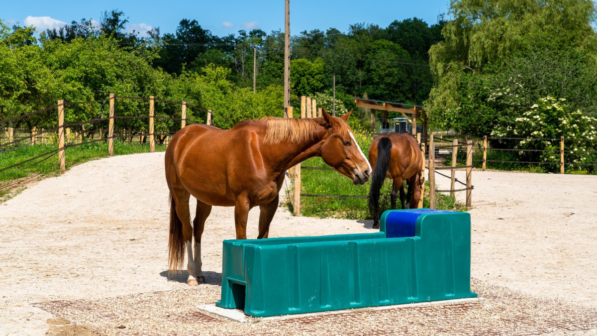 Abreuvoirs pour chevaux : 3 conseils pour leur bien-être