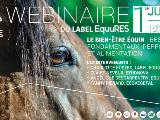 WEBINAIRE « Le bien-être équin, besoins fondamentaux, performance et alimentation »