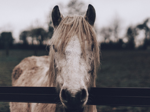 Hauteur de clôture pour chevaux : comment bien la choisir