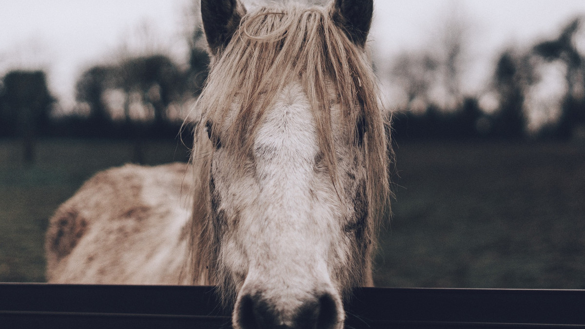 Hauteur de clôture pour chevaux : comment bien la choisir