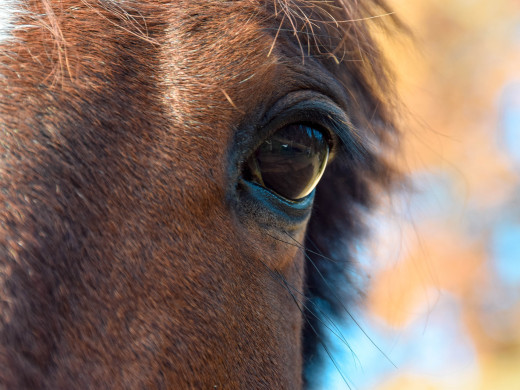 Les 6 critères clés pour bien évaluer le bien être d'un cheval