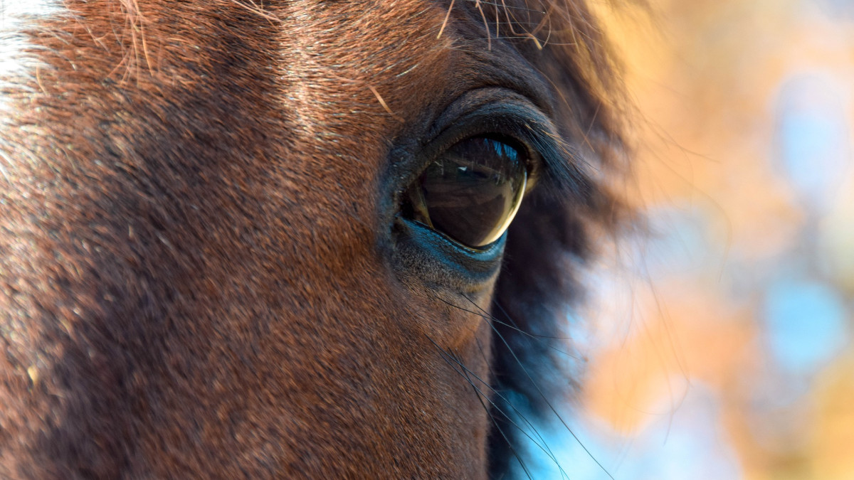 Les 6 critères clés pour bien évaluer le bien être d'un cheval