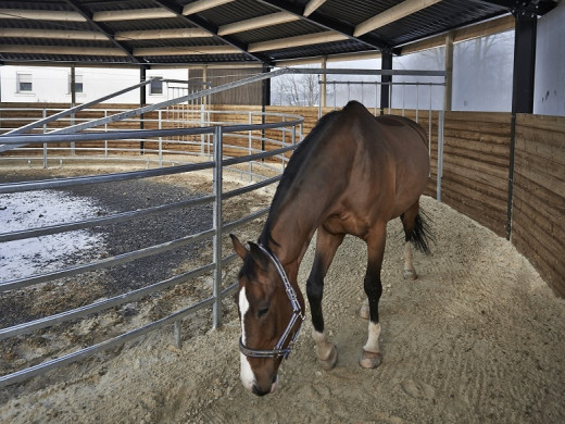 Marcheur pour chevaux : attention au sol !