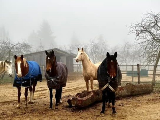 Intégration des chevaux en écurie active