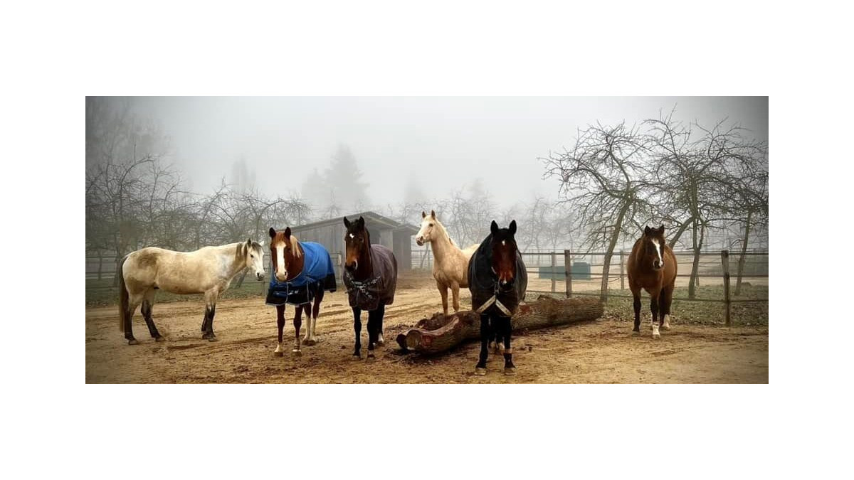 Intégration des chevaux en écurie active