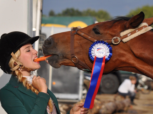 Cheval de sport en écurie active : 5 bienfaits pour lui