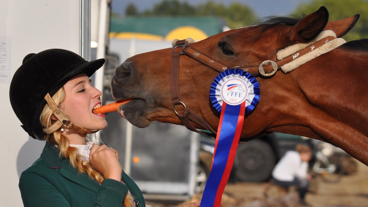 Cheval de sport en écurie active : 5 bienfaits pour lui