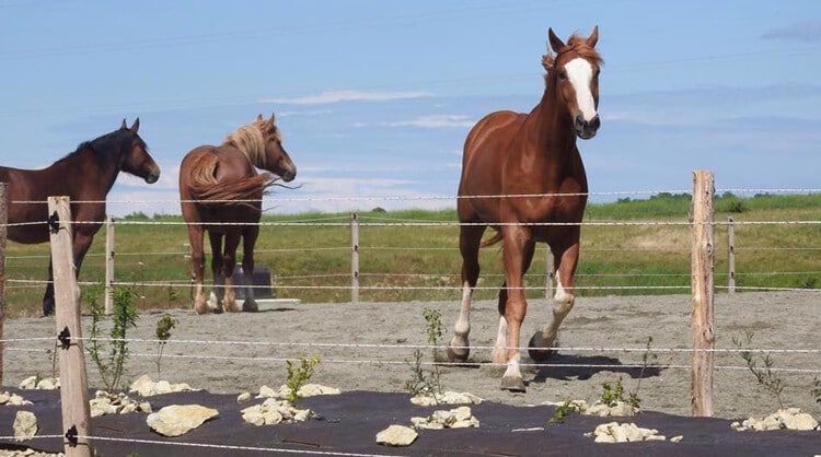 clôture chevaux pour leur bien-être