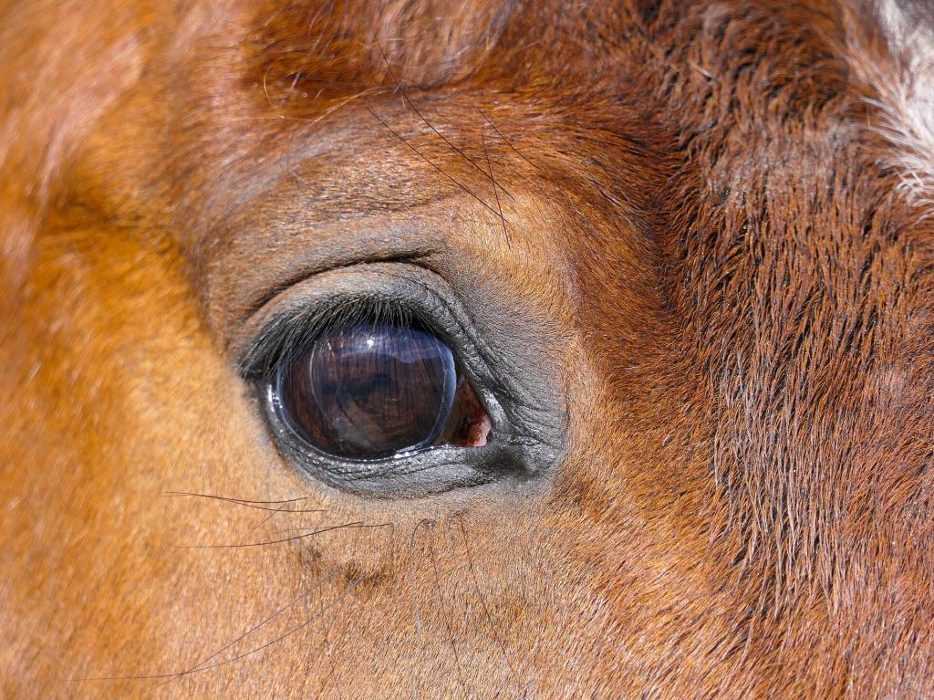 Stress et comportement cheval