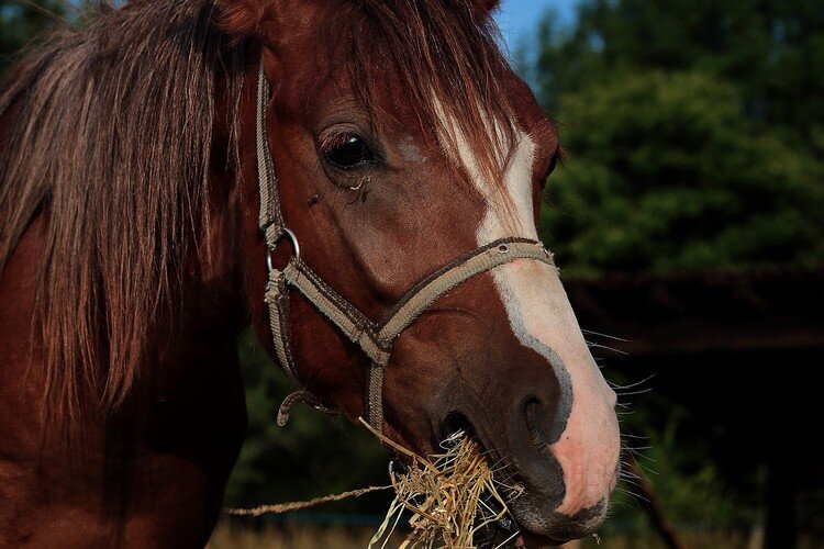 alimentation cheval bien nourrir son cheval