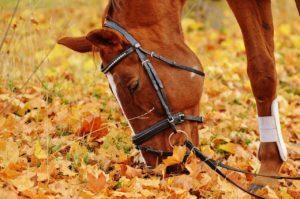 alimentation chevaux les 10 règles