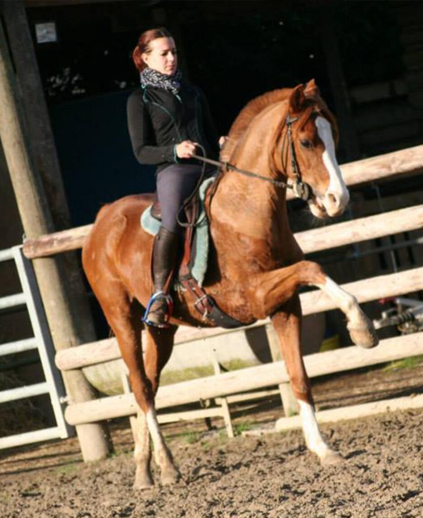 Dressage cheval carrière
