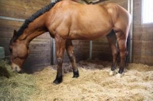 quelle litière cheval pour mon écurie