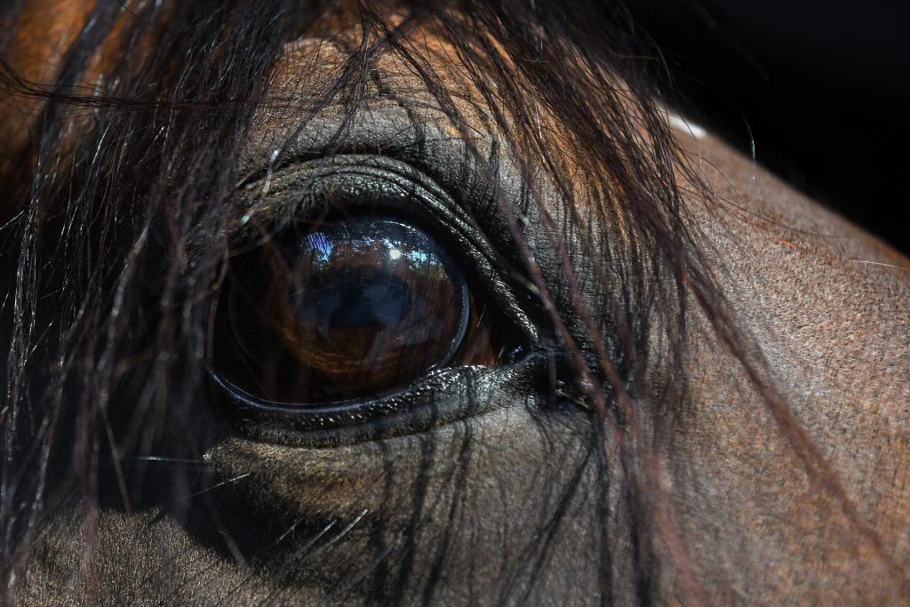 Carrière cheval : quand il la voit