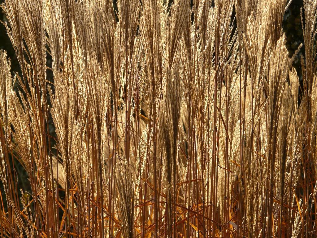 miscanthus : ce végétal qu'adorent les chevaux