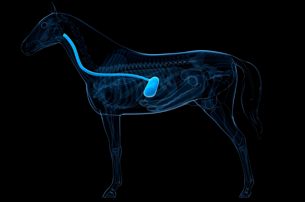 Alimentation chevaux quel système digestif