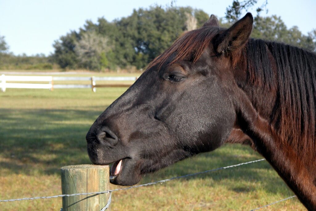 Jument suitée, chevaux entiers, poneys, quelle clôture chevaux devez-vous envisager selon vos pensionnaires ? Un critère capital pour bien choisir vôtre clôture...  