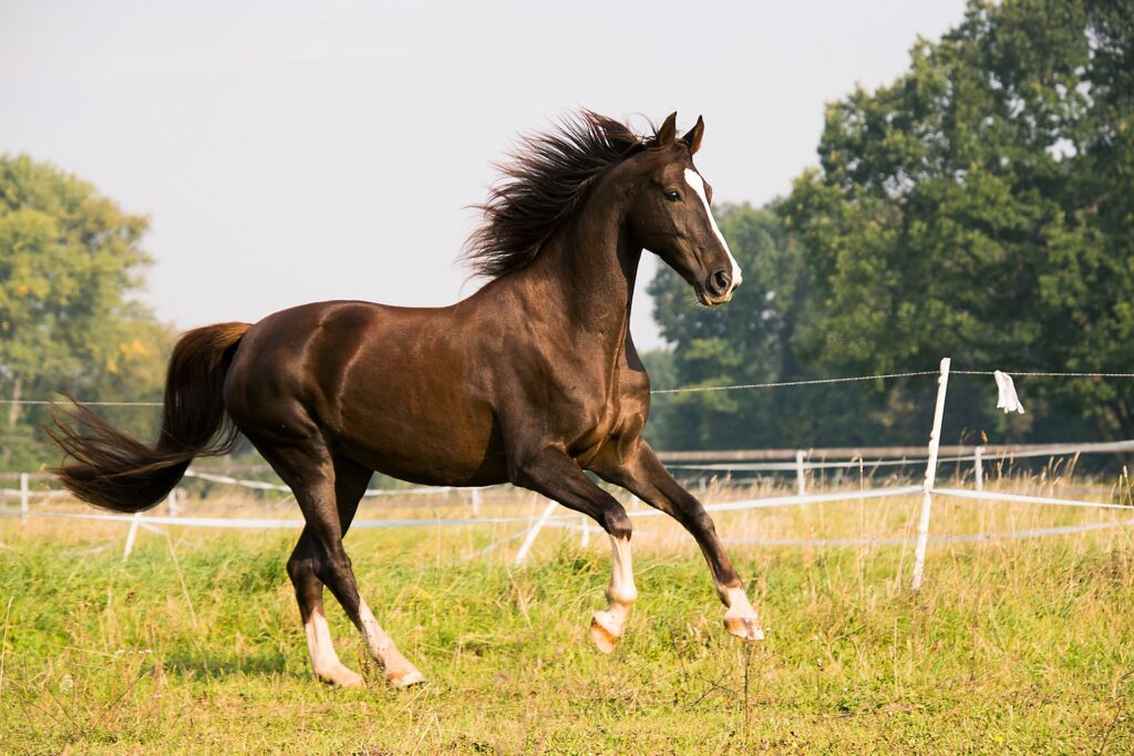 Quelle clôture chevaux quels comportements