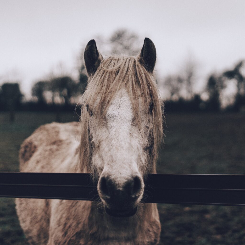 Comment choisir une clôture électrique pour animaux ?