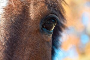 évaluer le bien-être du cheval